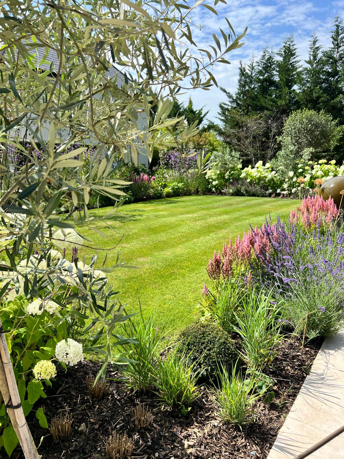 Olive tree and perennial planting alongside the lawn